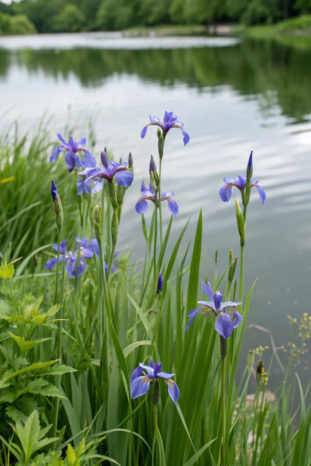 Azure Iris delivers refinement and radiant color along the water's boundary.