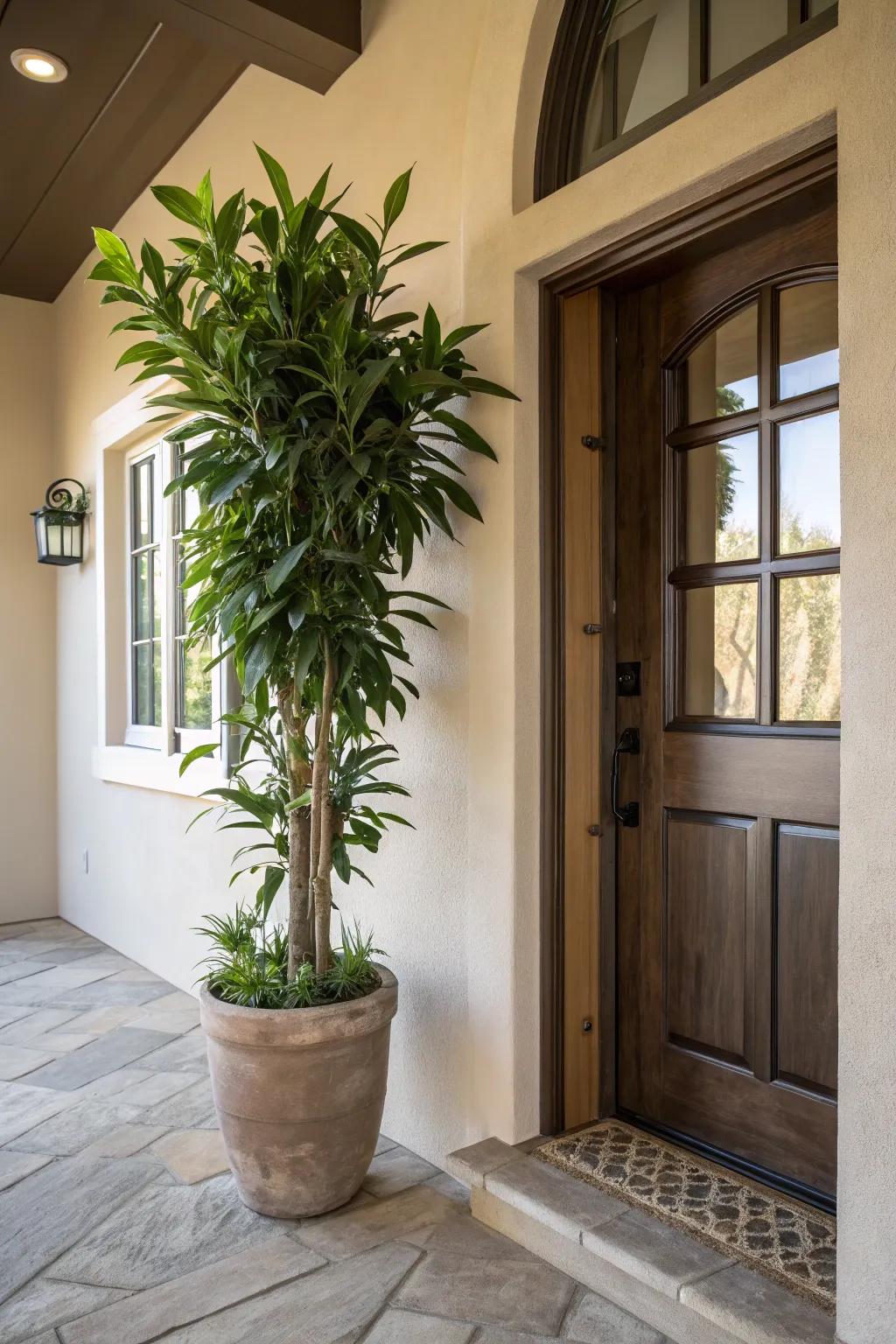 Plants naturally brighten and refresh the entryway.