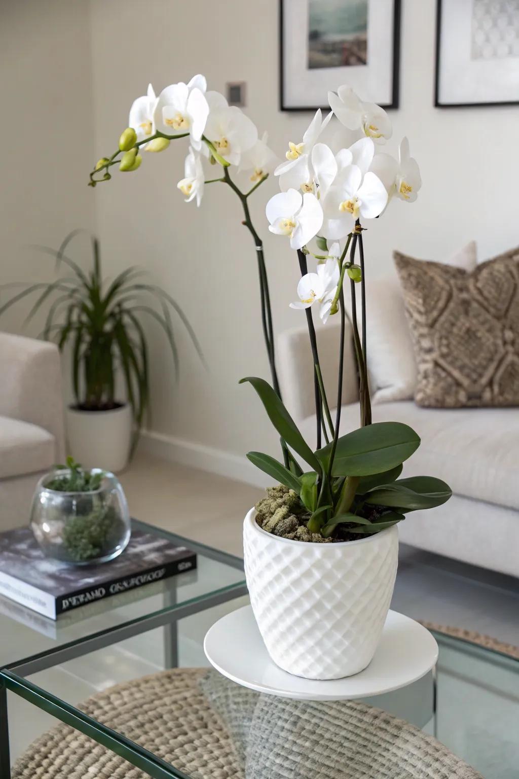 A sleek orchid exhibit enriched with a contemporary nuance.