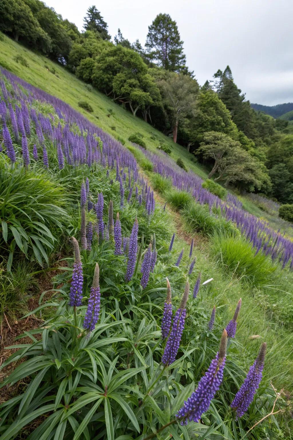 Grassy Majesty creates bold impressions on tricky slopes.