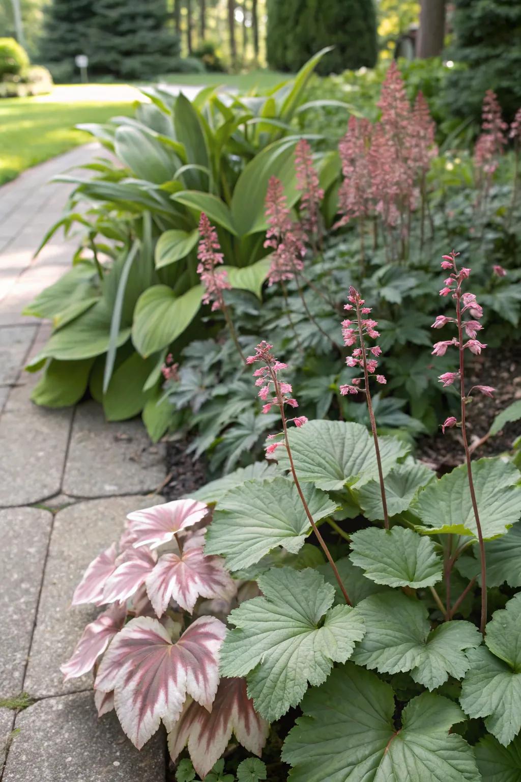 Coral bells and hostas create a beautiful contrast in a garden.
