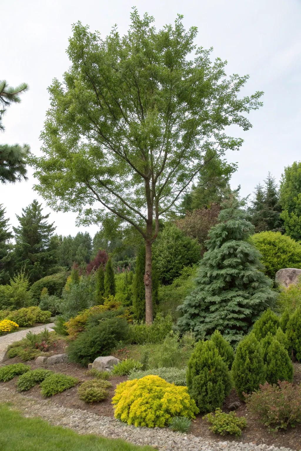 Hardy greens and bushes provide year-round visual interest surrounding trees.