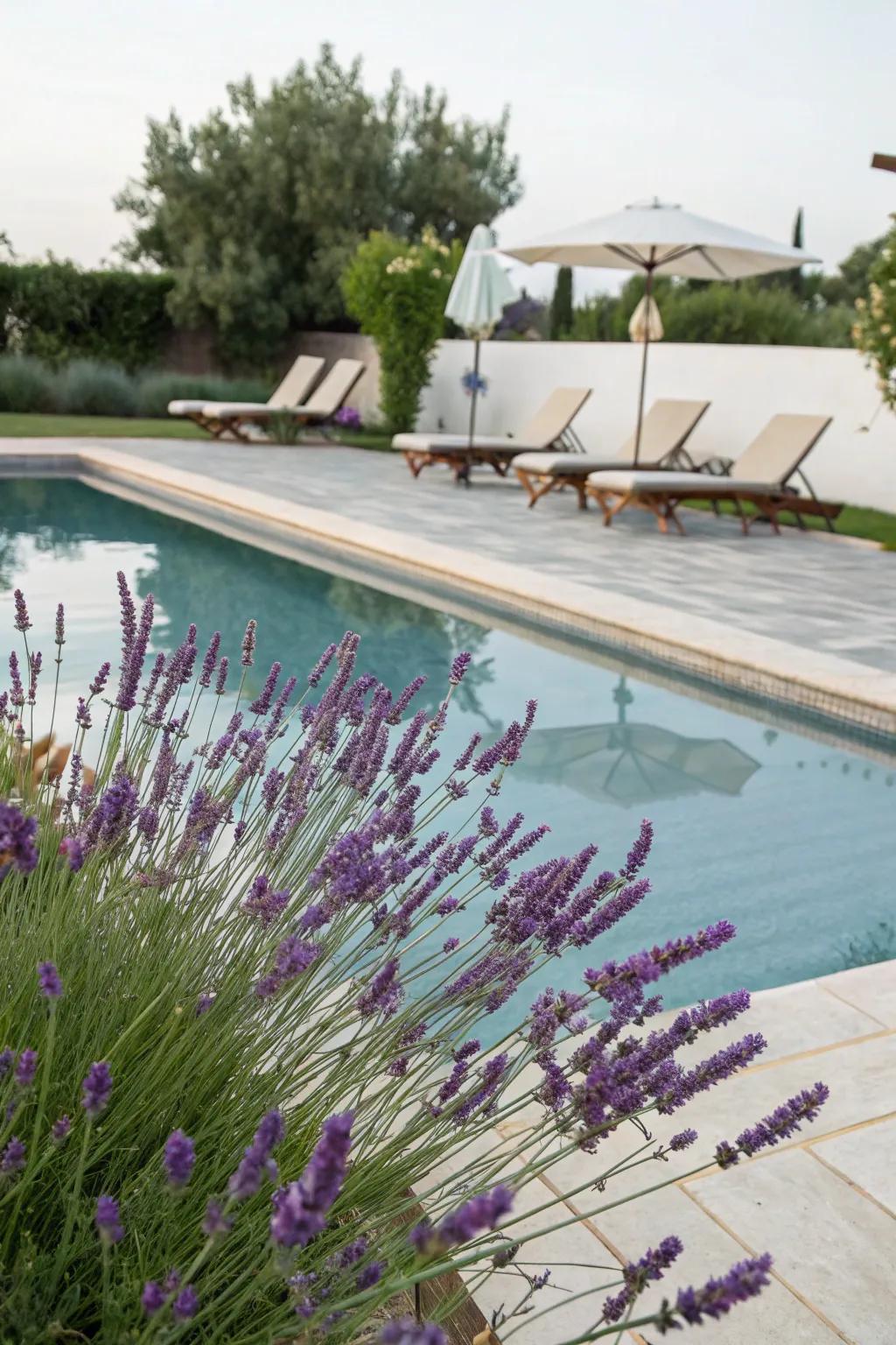 Lavender's scent and beauty elevate the poolside atmosphere.