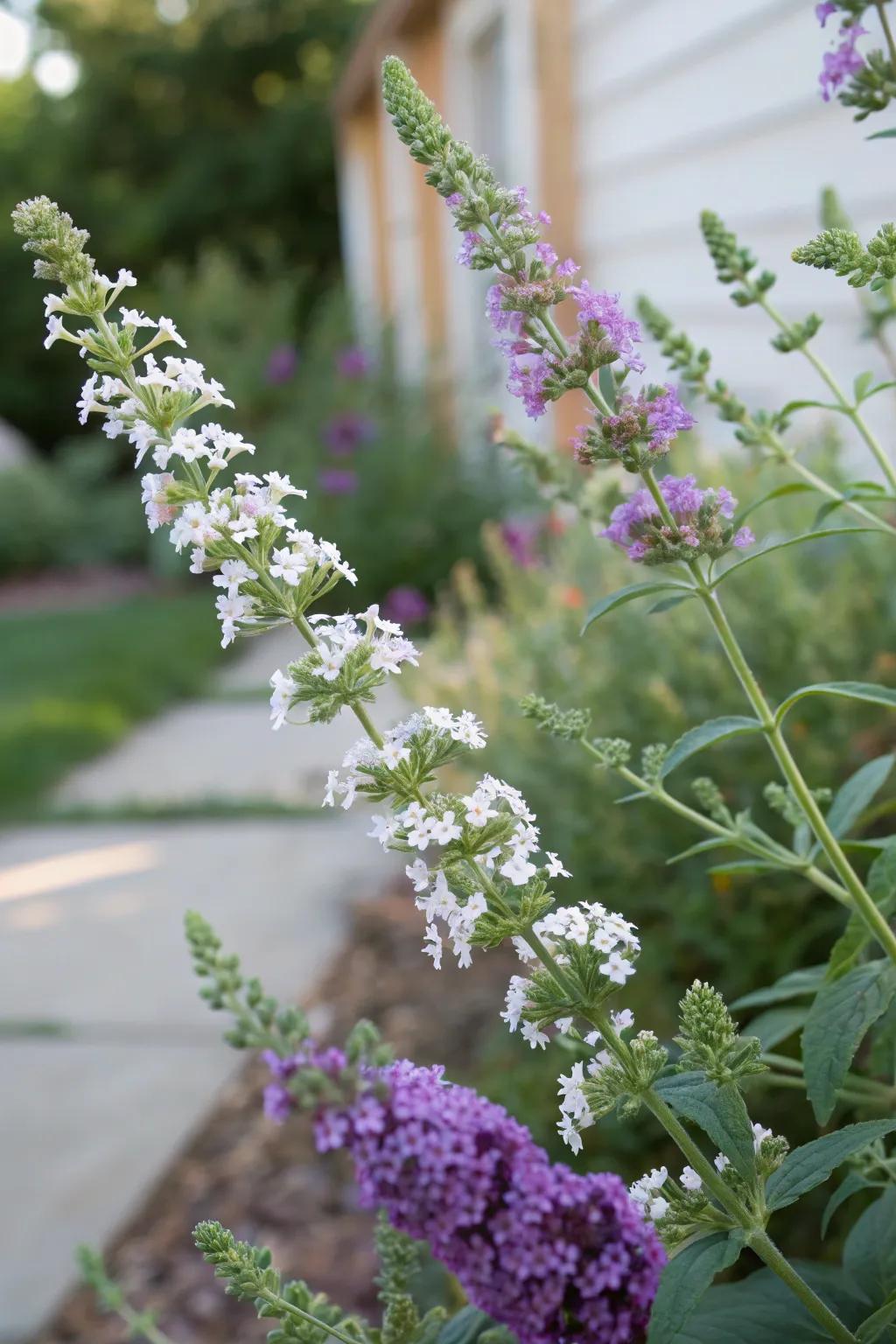 Scented blooms provides a fragrant enhancement to the flutter flower.