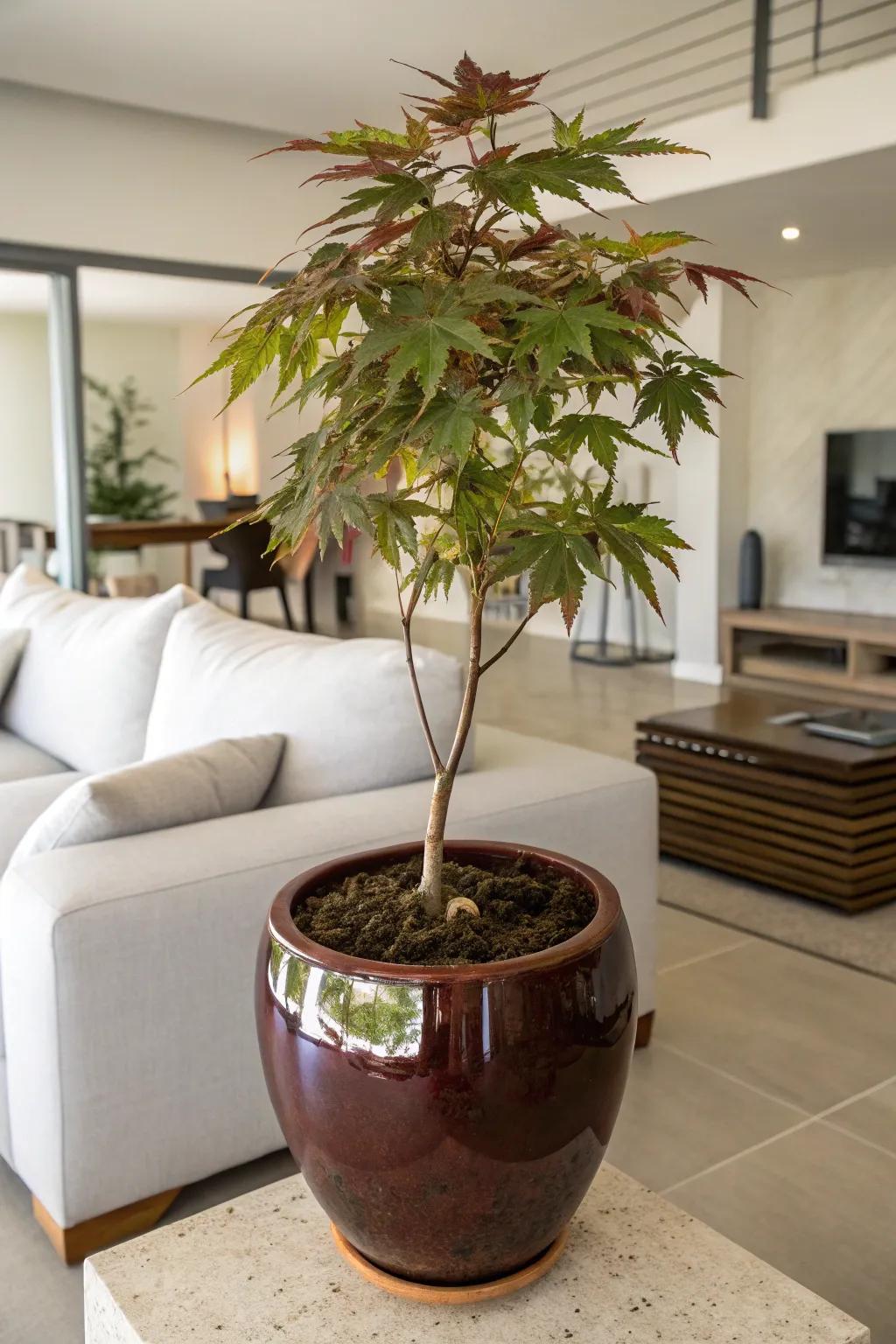 Indoor elegance highlighted by a Japanese maple in an earthenware pot.