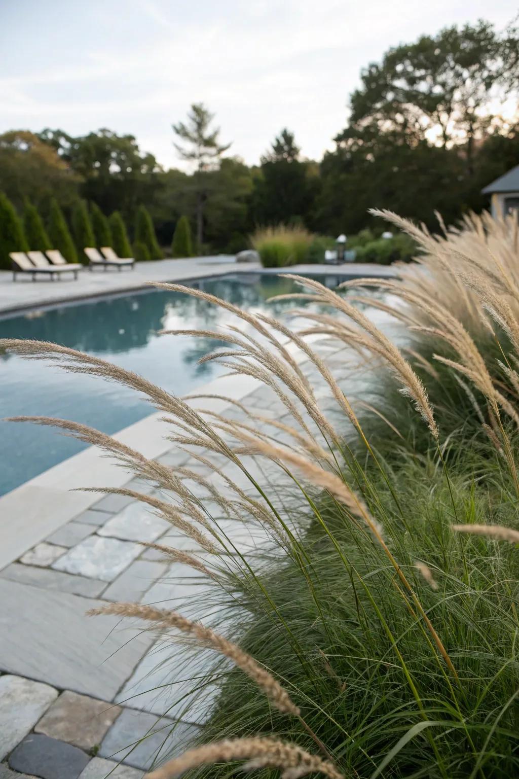 Ornamental grasses contribute an elegant, natural element to poolside environments.