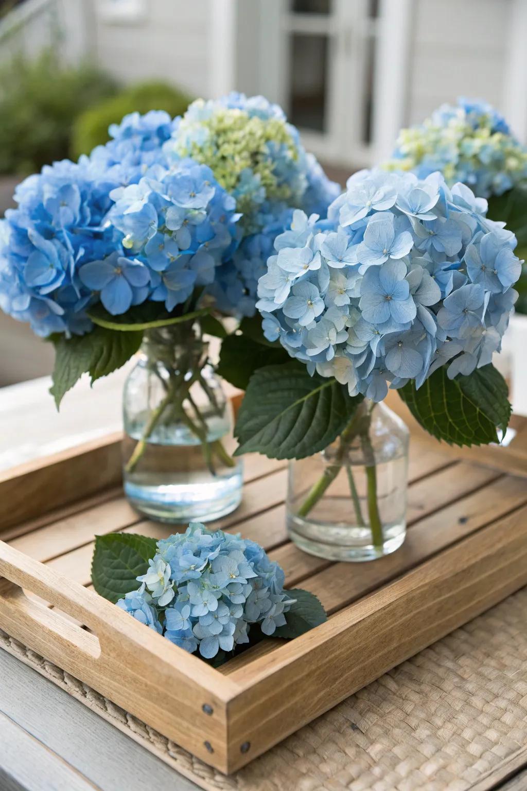 A wooden tray provides a rustic setting for showcasing azure hydrangeas.