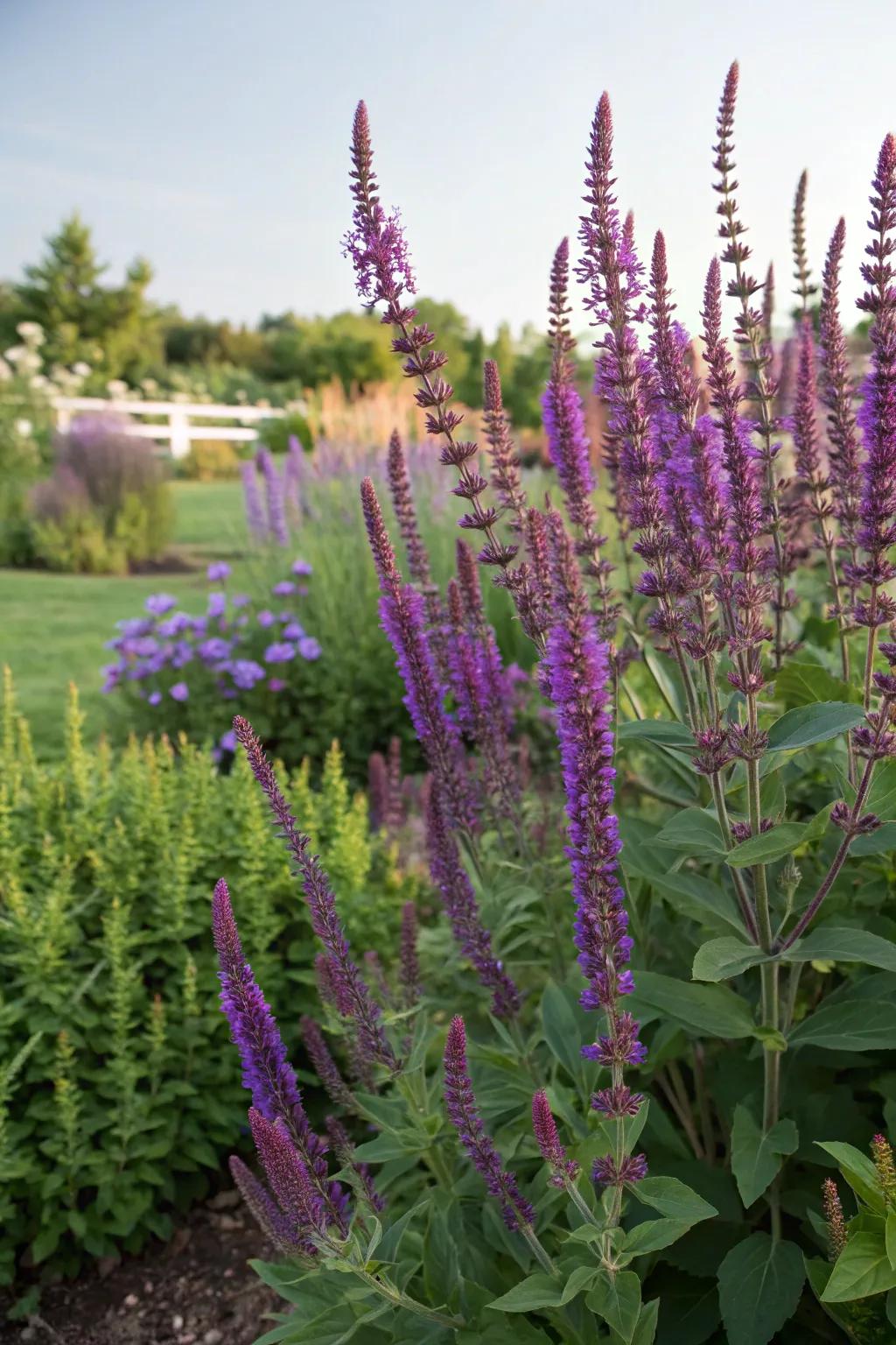 Fire Rod's dramatic spikes establish a striking contrast with flutter flower.