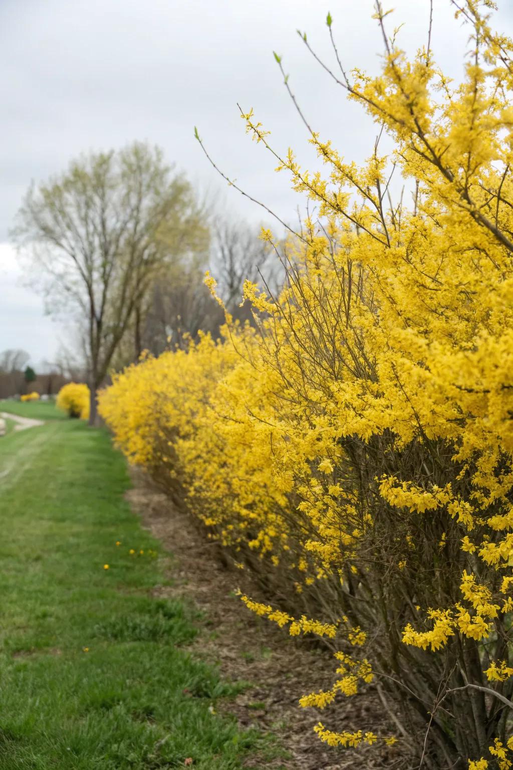 Golden Bells hedges introduce early spring cheer through vibrant colors.
