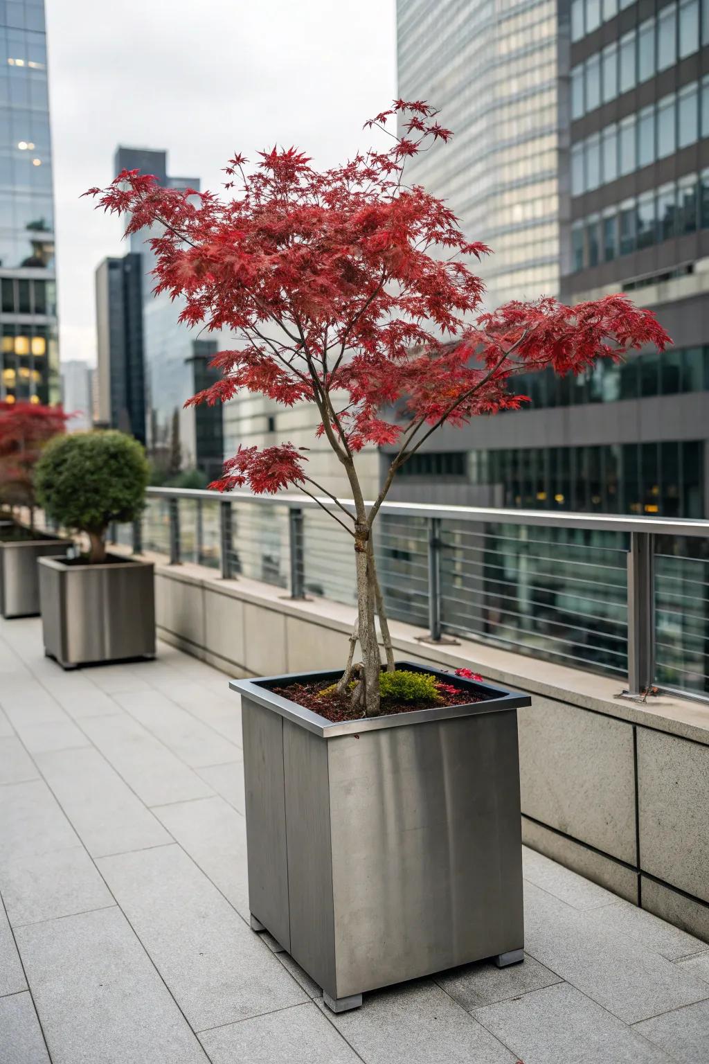 Industrial flair with a Japanese maple in a steel container.