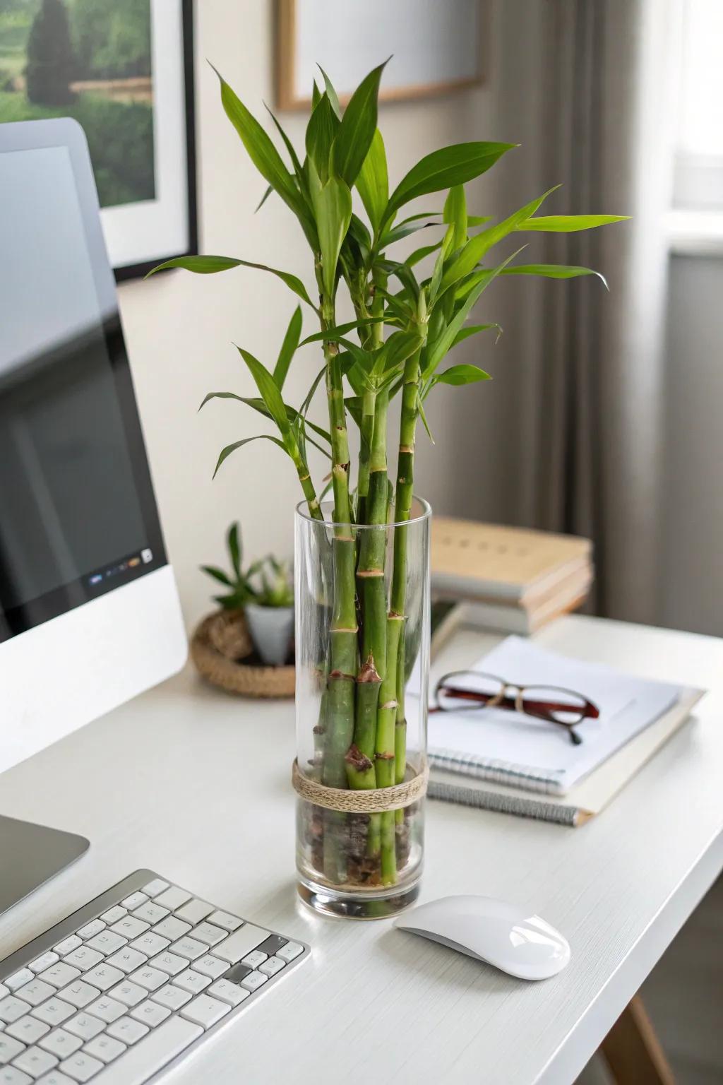 Joyful cane: simplicity and beauty combined.