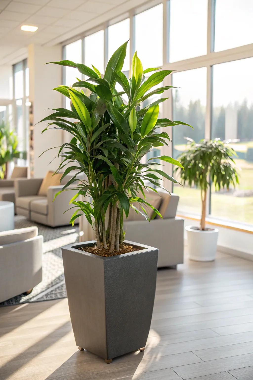 Breath life into a space with a vibrant indoor plant.