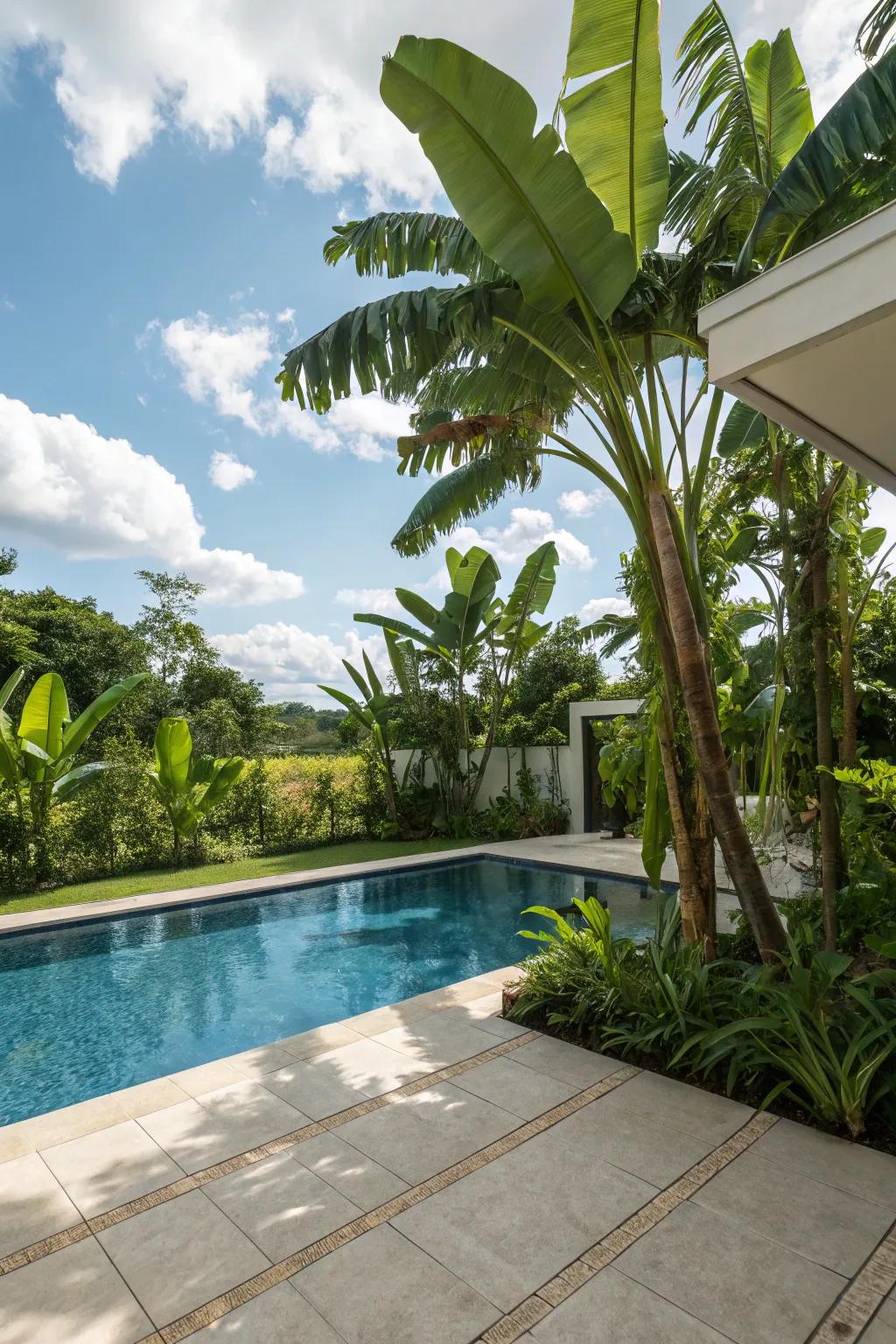 Banana plants establish a tropical oasis with their expansive, lush leaves.