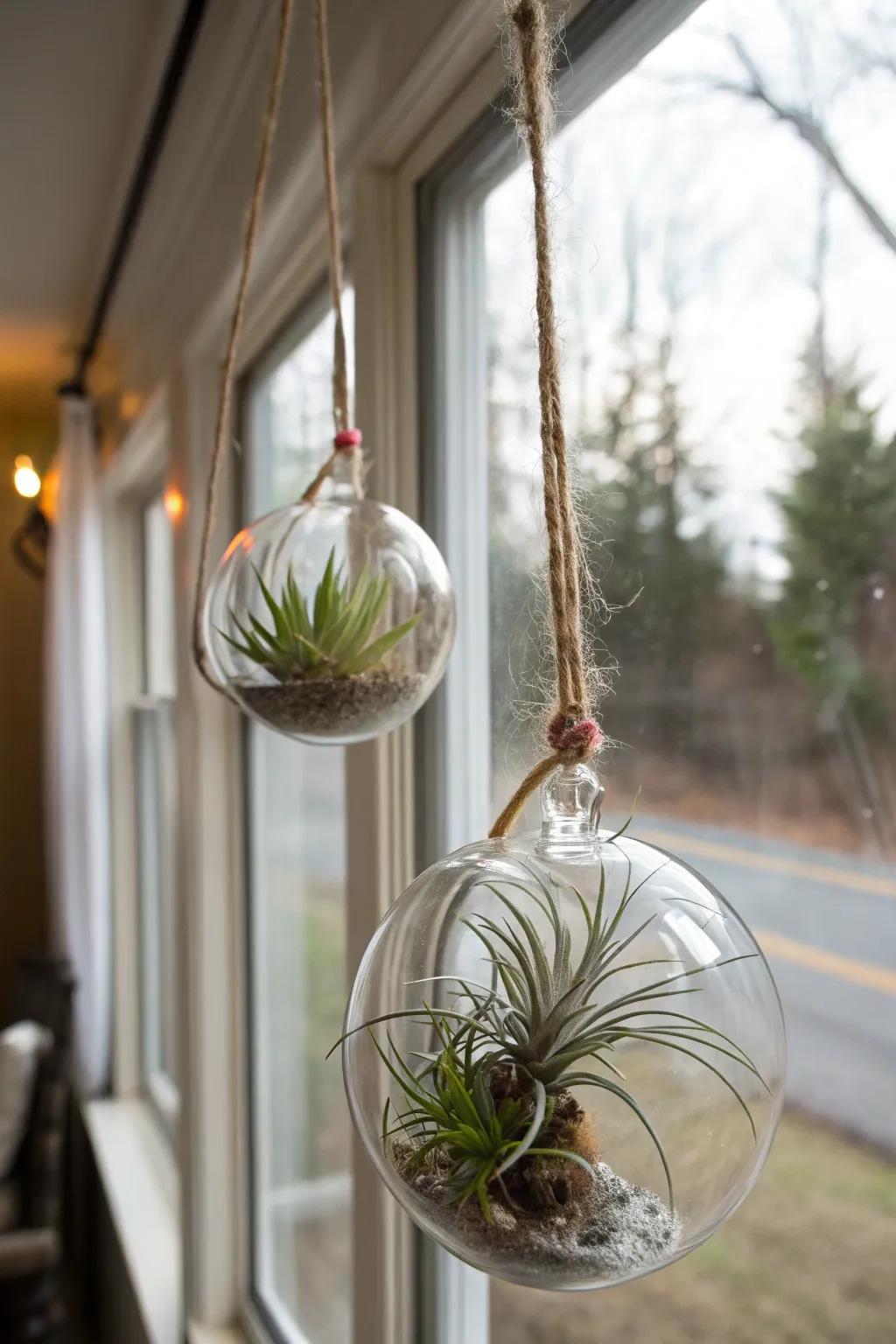Up-to-date minimalist aerial flora showcased inside suspended glass shapes provides a particularly appealing gift alternative.