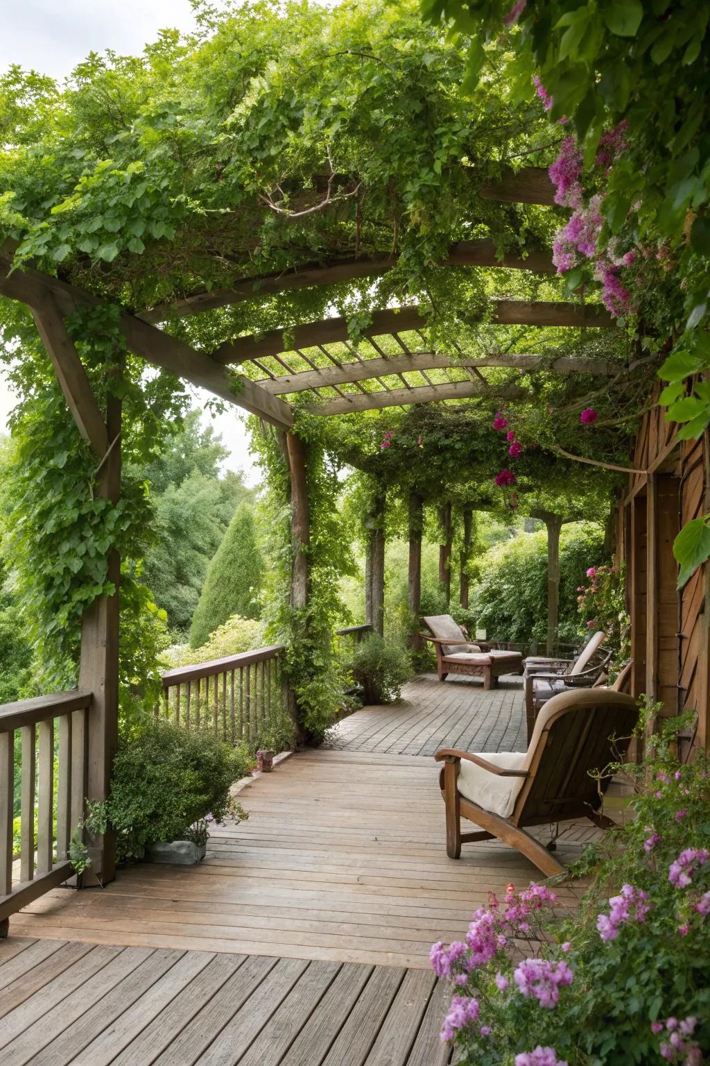 Creepers transform your deck into a shady oasis.