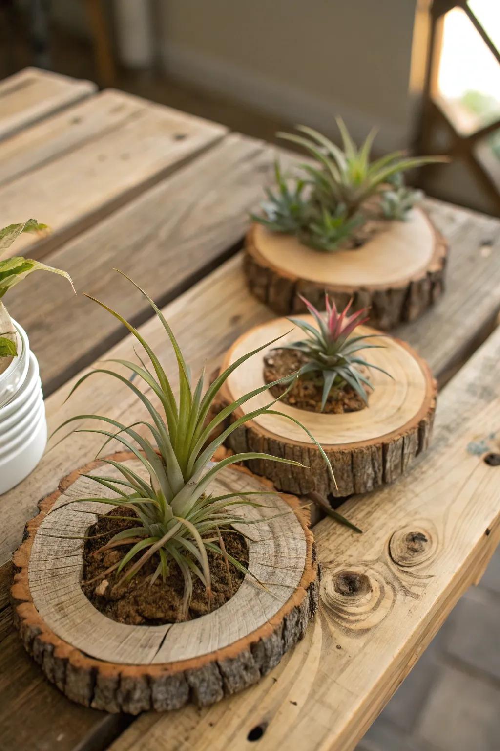 Air plants positioned on raw timber fragments, radiating raw sophistication.