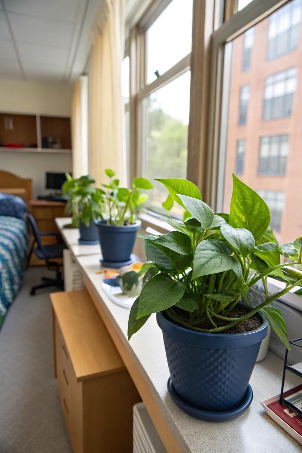 Green plants in navy planters carry nature and tranquility indoors.
