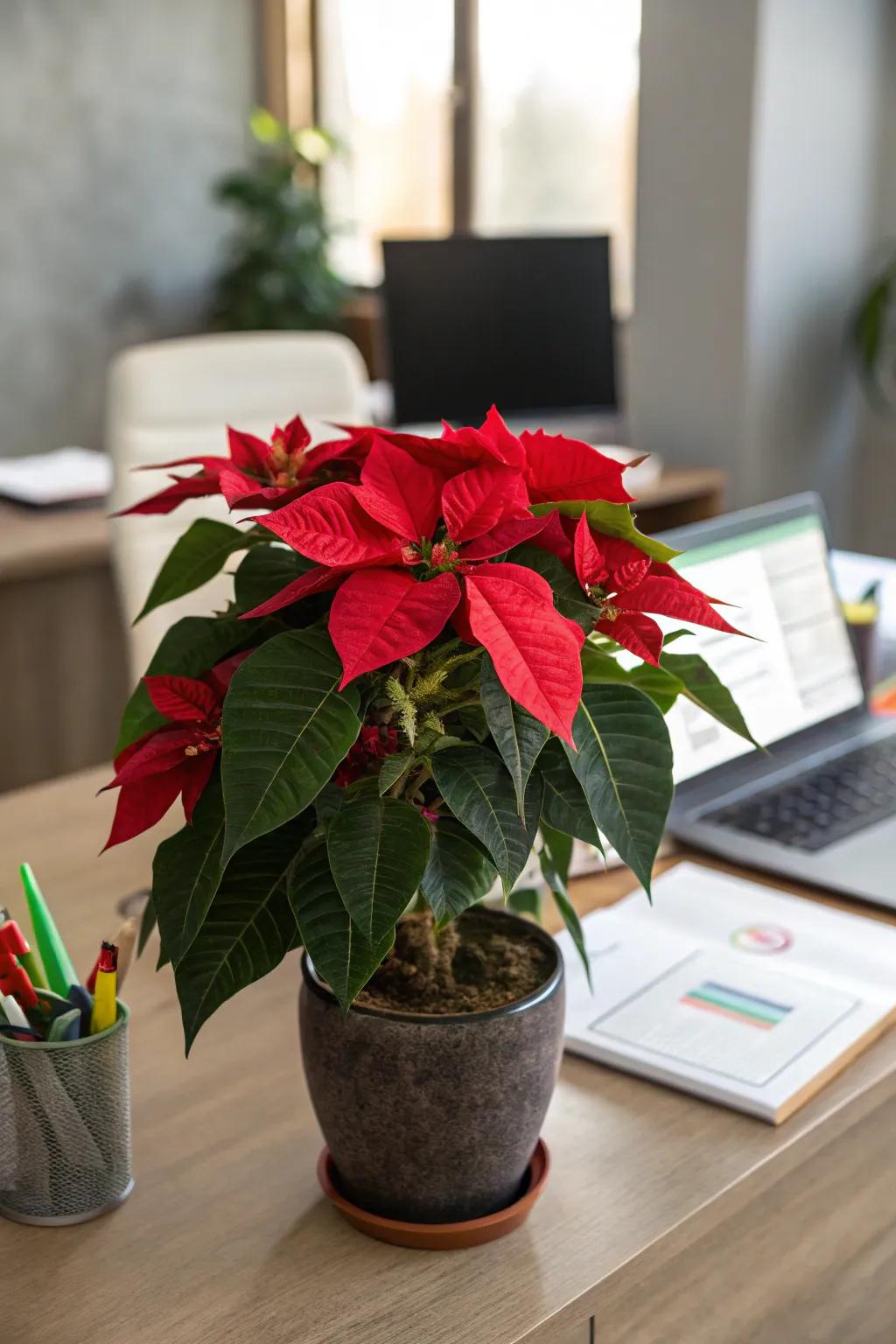 An abundant poinsettia bestows native exquisiteness upon your desk.