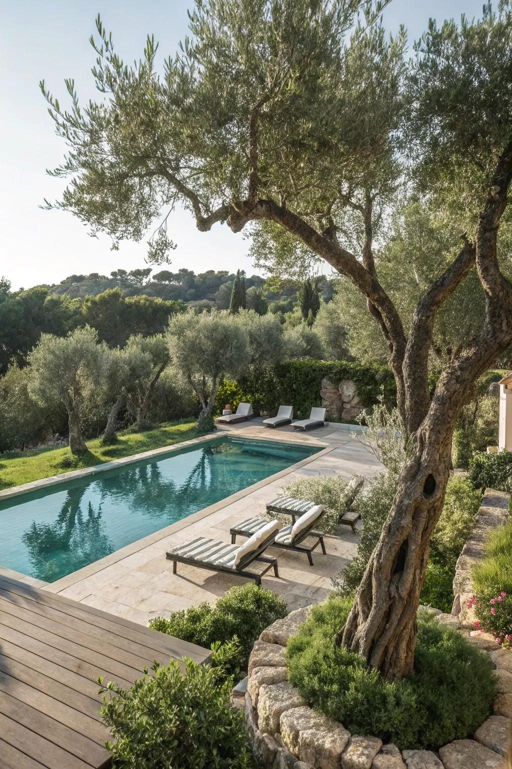 Olive trees bring a touch of Mediterranean refinement.