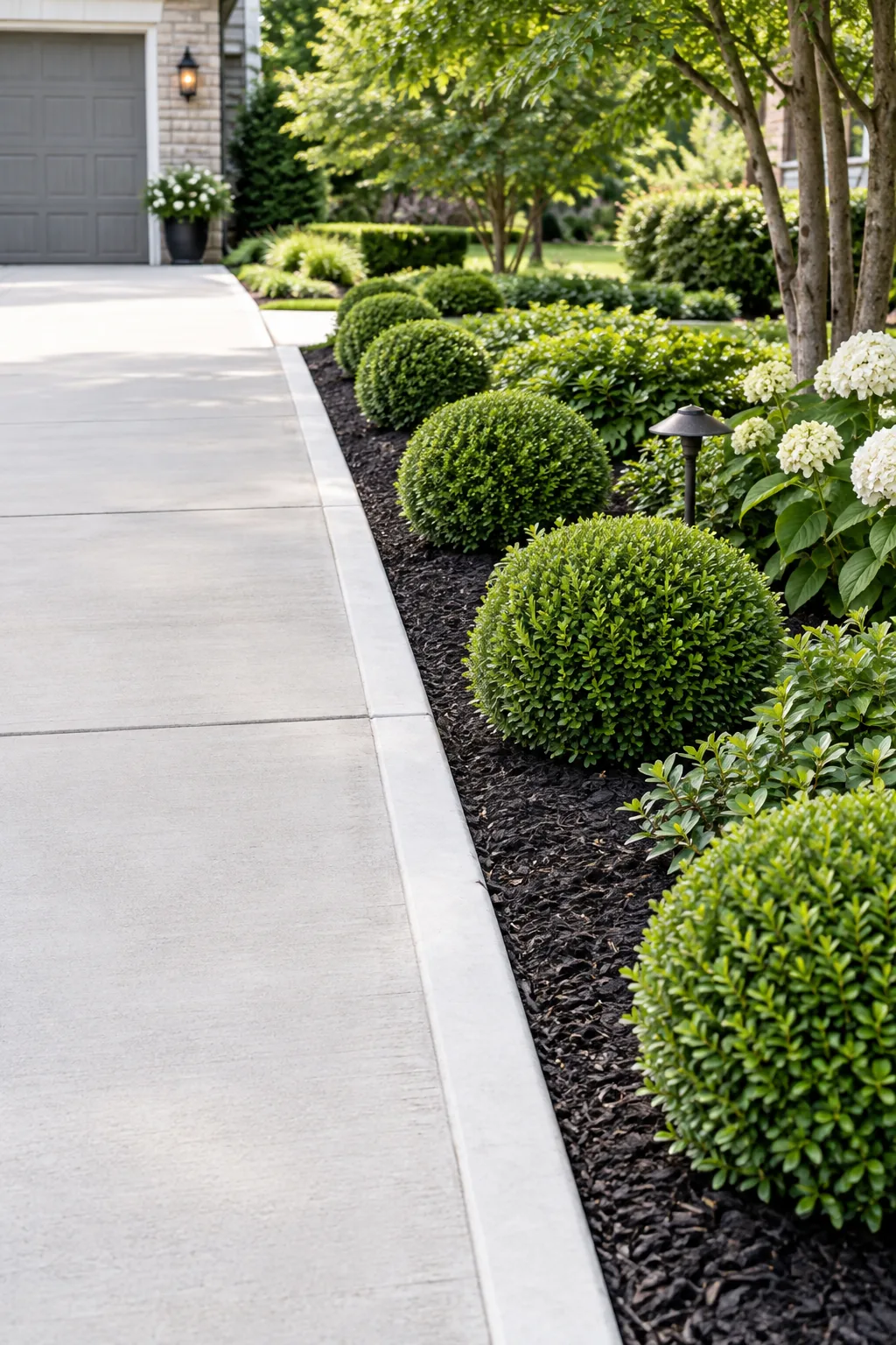 Formal driveway garden with neatly clipped boxwood spheres and dark black mulch.