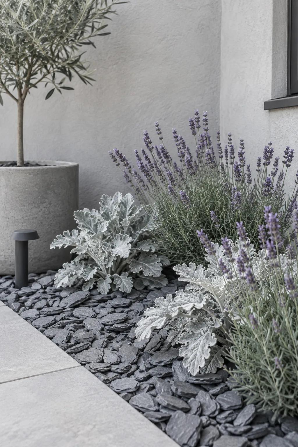 Gray slate chips paired with silver dusty miller plants