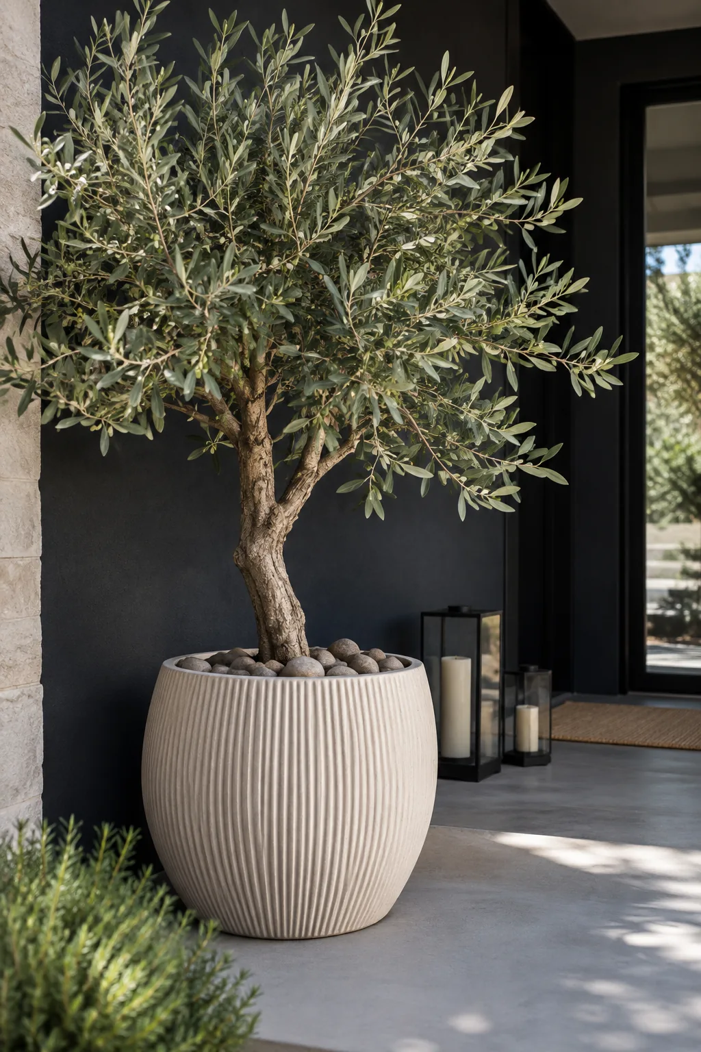 A tall potted olive tree in a ribbed planter on a concrete porch.