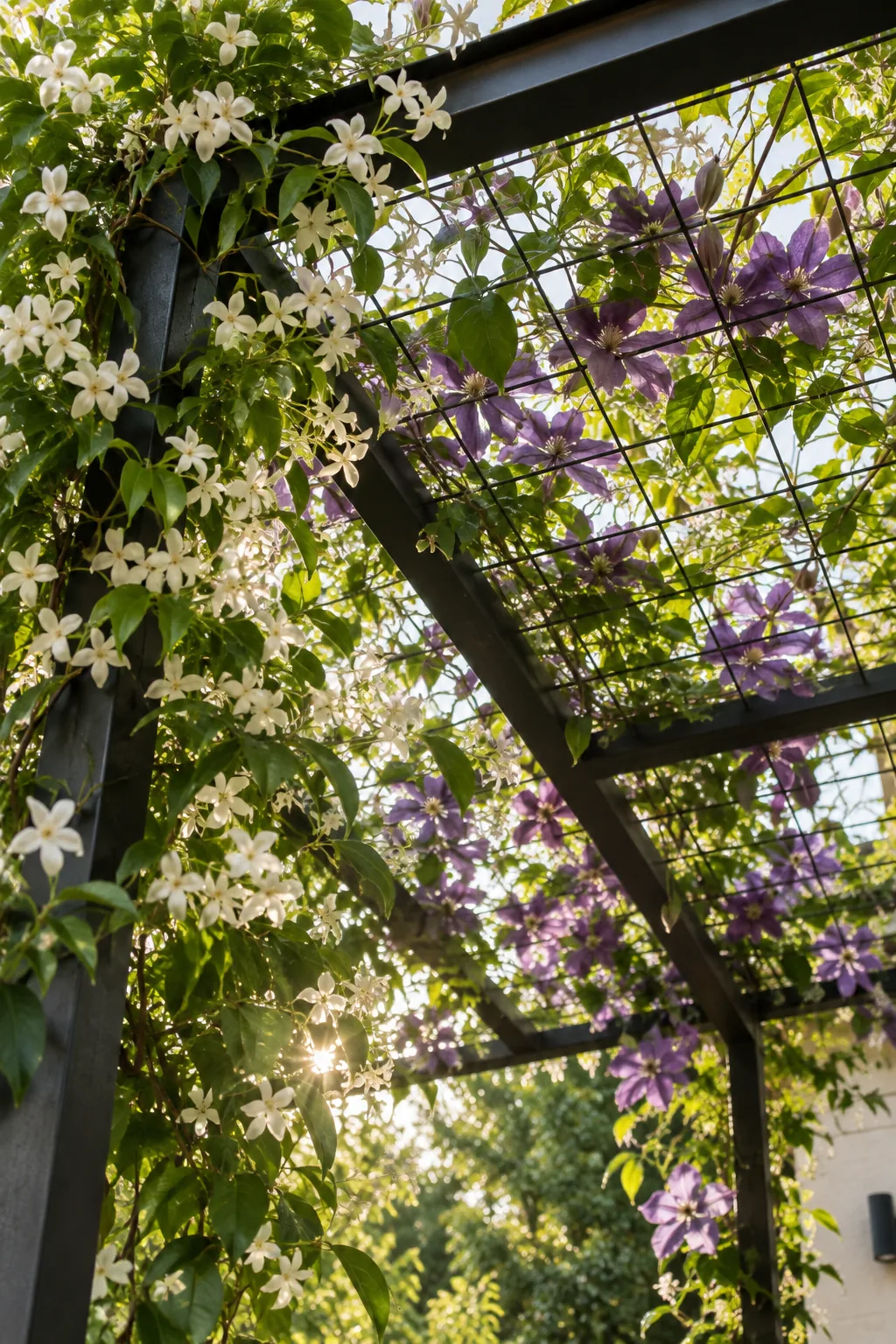 Metal frame pergola with a wire trellis system supporting climbing vines