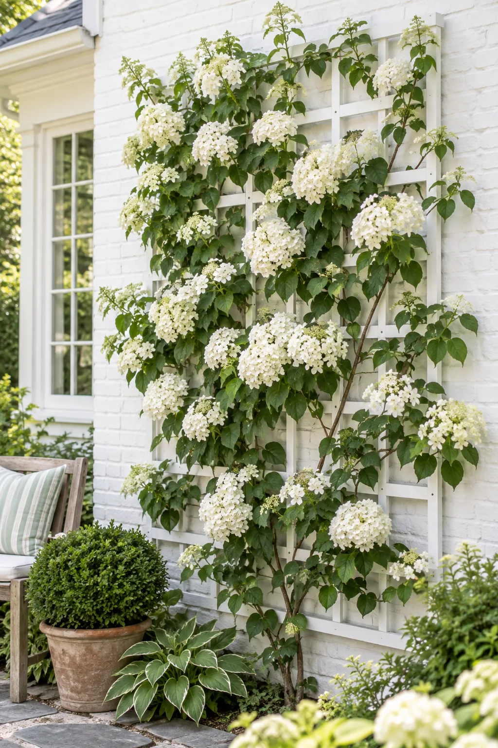 White wooden trellis on a white brick wall with white climbing hydrangeas.