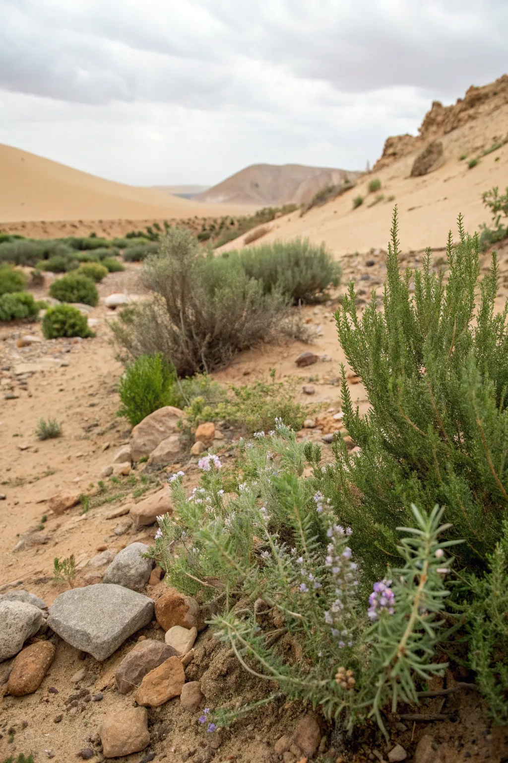 Fresh Ideas for Arizona-Style Landscaping